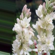 augmented_Polianthes tuberosa flower1_0_37.jpeg
